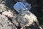 🔴 سگهای گرسنه ۴ راس گوسفند از یک دامدار را در روستای کلاته ملا تلف کردند. 