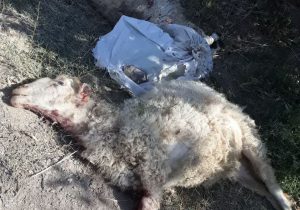 🔴 سگهای گرسنه ۴ راس گوسفند از یک دامدار را در روستای کلاته ملا تلف کردند. 