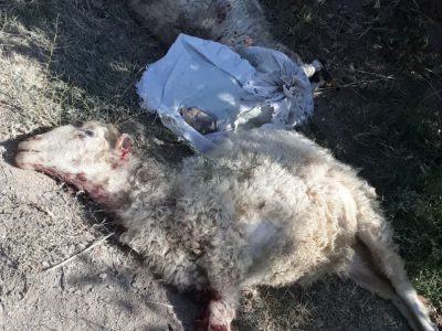 ? سگهای گرسنه ۴ راس گوسفند از یک دامدار را در روستای کلاته ملا تلف کردند. 